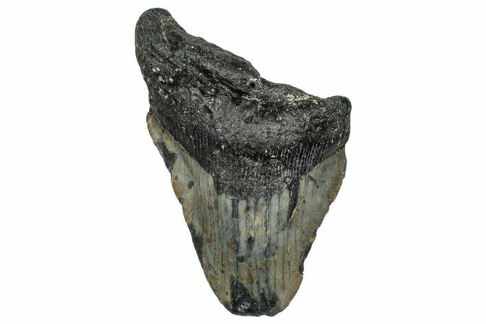 Bargain, Fossil Megalodon Tooth - North Carolina #355867